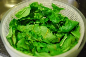 golden earthworm greens 42 - Version 2