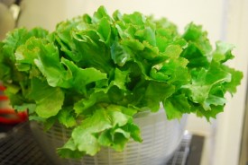 golden earthworm greens 52