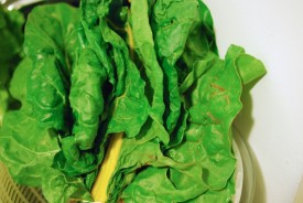 golden earthworm greens 55 - Version 2