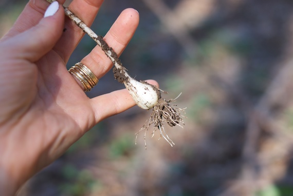 Foraging meal 6